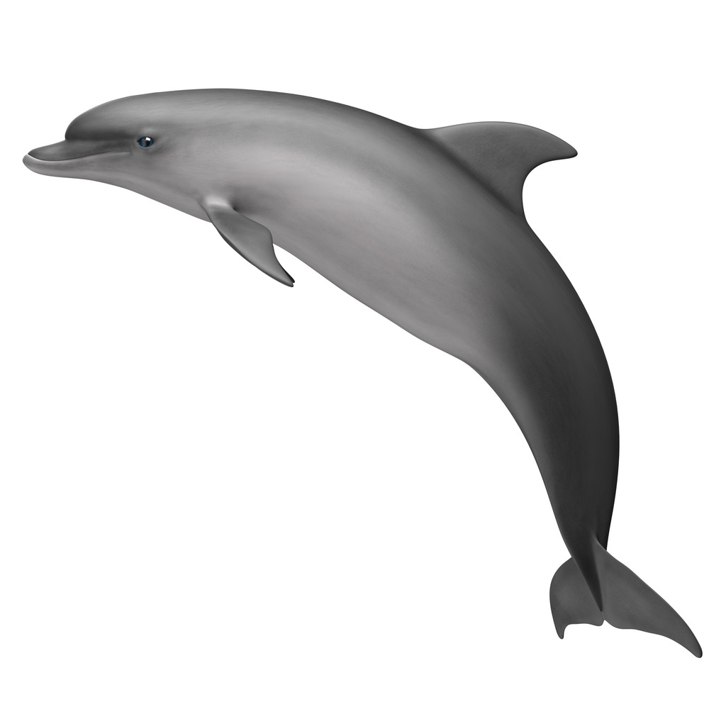 דולפין